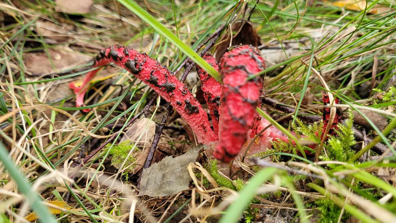 "Palce diabła" znalezione w Kolbuszowej Górnej. To grzyb egzotyczny o zapachu padliny [ZDJĘCIA] - Zdjęcie główne