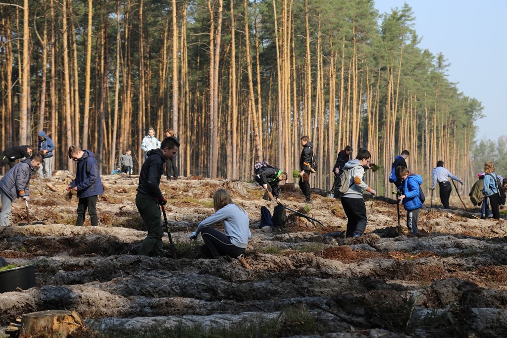 Ponad sto osób sadziło nowe drzewka w lasach w Wilczej Woli - Zdjęcie główne