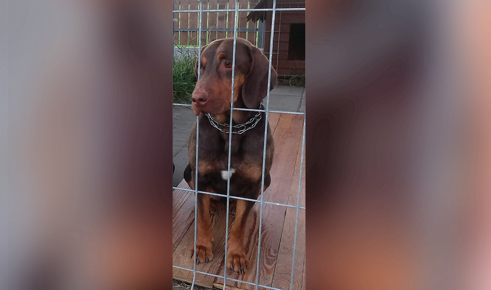 Zaginął pies rasy Gończy Polski. Właściciele proszą o pomoc w odnalezieniu pupila - Zdjęcie główne