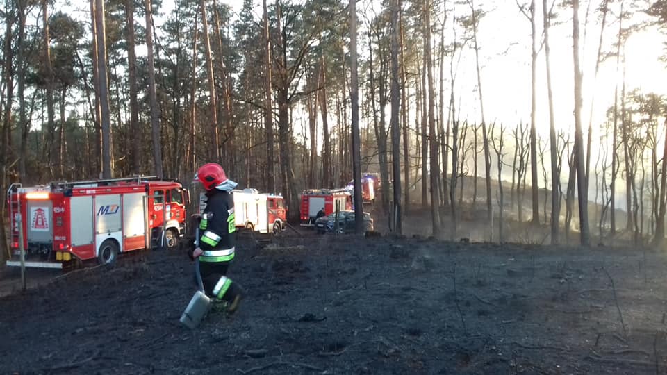 Z PODKARPACIA. W lesie wybuchł pożar. Spłonęło ponad 20 hektarów terenu [FOTO] - Zdjęcie główne