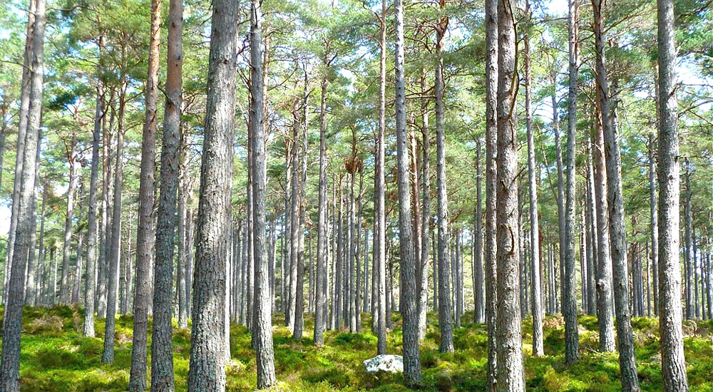 Zakaz wstępu do lasu - Zdjęcie główne