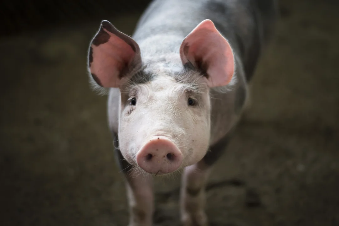 „Becikowe” na świnki. Ile pieniędzy można otrzymać? Sprawdzamy - Zdjęcie główne