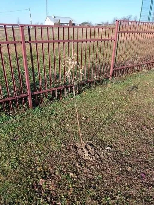 Miododajne drzewa zostały posadzone. 