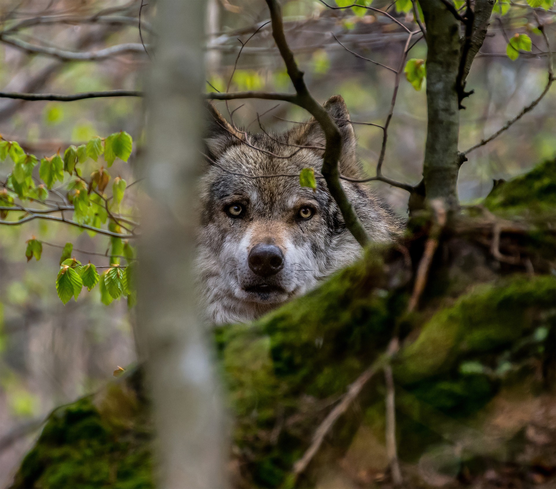 600 wilków, pół tysiąca żubrów i 230 niedźwiedzi. Ile zwierząt kryją podkarpackie lasy? - Zdjęcie główne