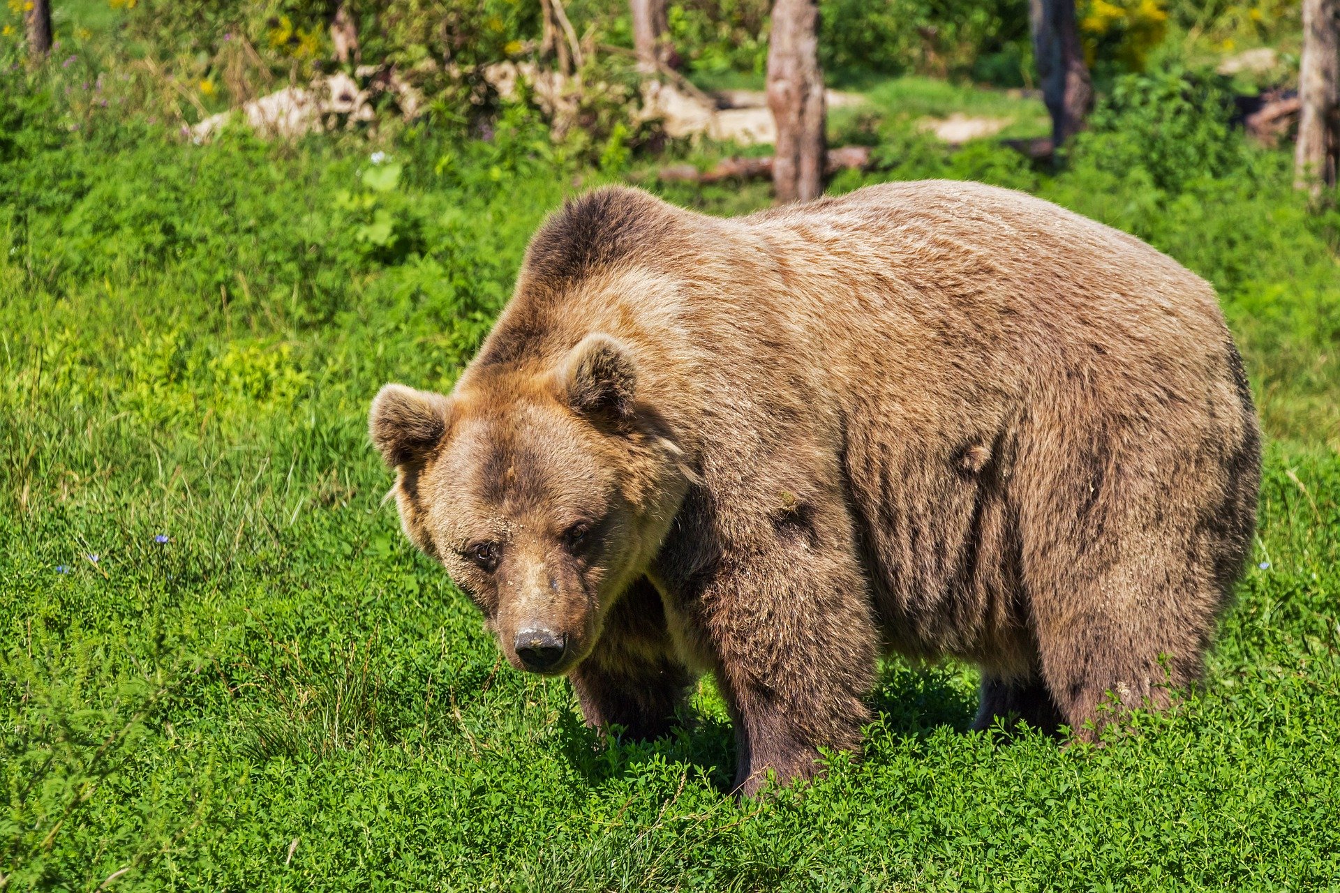 Bieszczady. Niedźwiedzie panoszą się po podwórkach wczasowiczów [ZDJĘCIA] - Zdjęcie główne