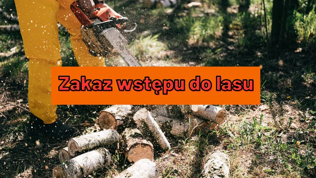 Zakaz wstępu do lasów. Sprawdź, gdzie nie wejdziesz w 2025 roku! - Zdjęcie główne