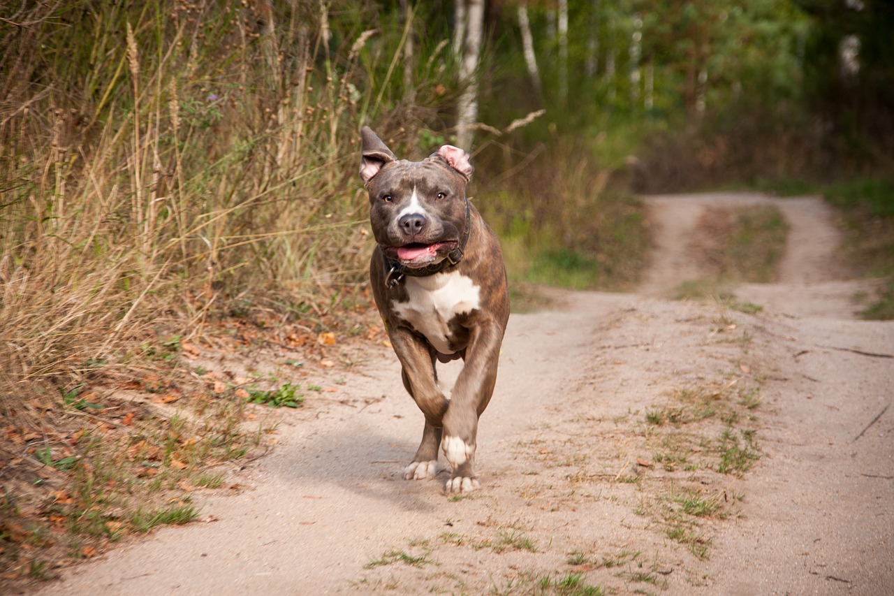 Podkarpacie. Amstaff pogryzł dwóch chłopców. 12-latek w stanie poważnym - Zdjęcie główne