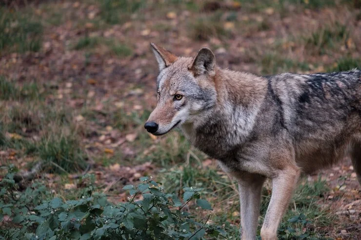 Wilk zaatakował człowieka w powiecie kolbuszowskim. Mężczyzna zgłosił sprawę na policję - Zdjęcie główne