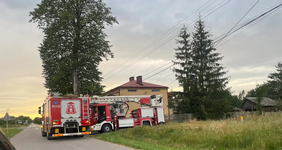 Dziewięciu strażaków ściągało kota z drzewa. Interwencja w Przedborzu - Zdjęcie główne