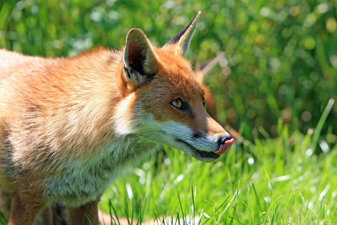 Akcja szczepienia w powiecie kolbuszowskim. Uwaga na swoje psy i koty - Zdjęcie główne