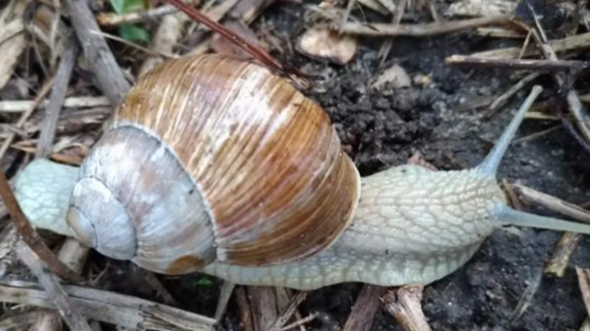 Zakaz zbioru ślimaków na Podkarpaciu. Bez zezwolenia to wykroczenie - Zdjęcie główne