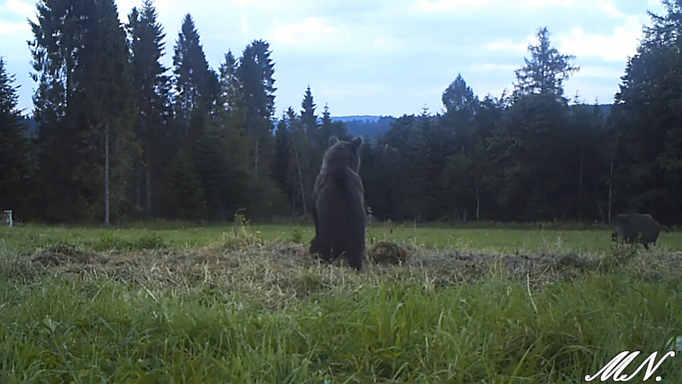 BIESZCZADY. Spotkanie niedźwiedzia z dzikiem uchwyciła kamera [VIDEO] - Zdjęcie główne