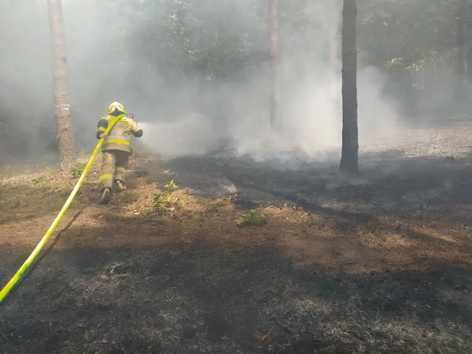 Duży pożar lasu w Przedborzu. Na miejscu kilka zastępów straży [ZDJĘCIA] - Zdjęcie główne