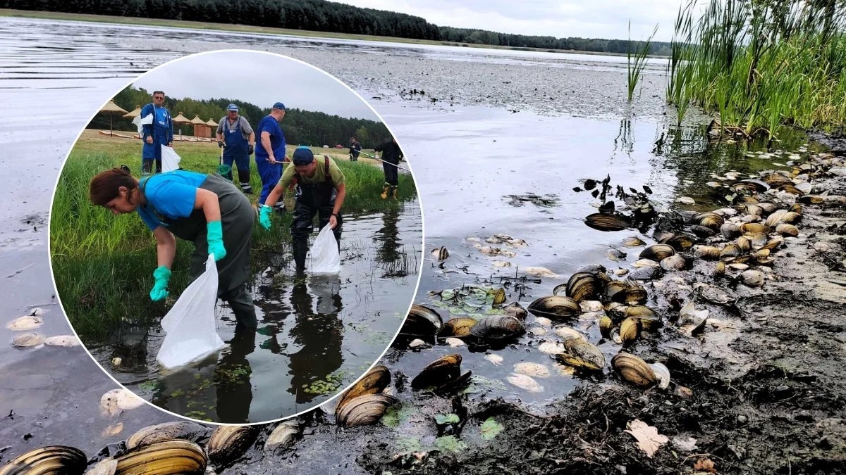 Masowe sprzątanie zbiornika Maziarnia z martwych małż. Próbki trafiły do laboratorium [ZDJĘCIA] - Zdjęcie główne