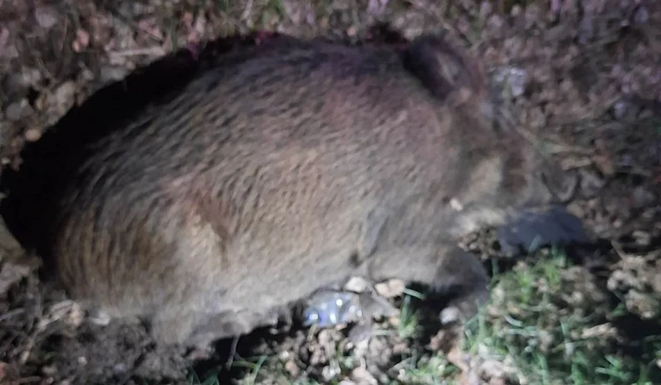 Samochód zabił dzika na drodze relacji Kolbuszowa - Mechowiec. Złodzieje ukradli padlinę  - Zdjęcie główne