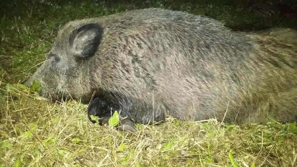 Z PODKARPACIA. Dziki padły z powodu afrykańskiego pomoru świń [FOTO] - Zdjęcie główne