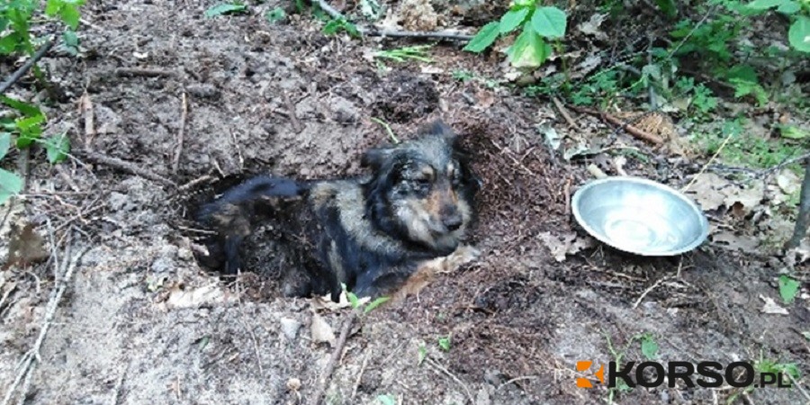Pies zakopany żywcem. Oprawcami zajmie się sąd [AKTUALIZACJA] - Zdjęcie główne