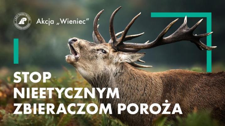 STOP nieetycznym zbieraczom poroża! Akcja leśników  - Zdjęcie główne