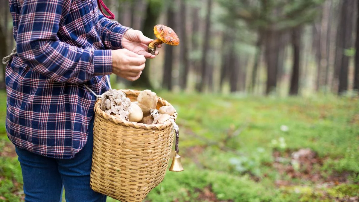 Nie rób tego będąc na grzybach. Przyciągają je jak magnes - Zdjęcie główne