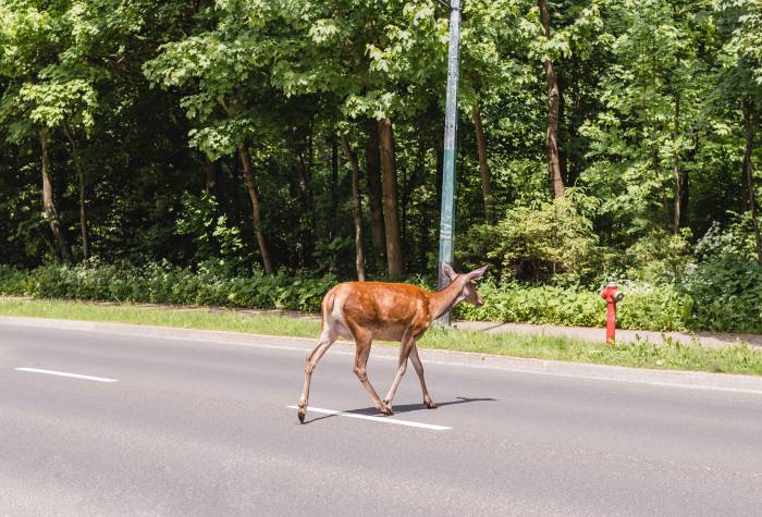 Kiedy nie zgłosisz kolizji ze zwierzyną leśną będziesz miał problemy - Zdjęcie główne