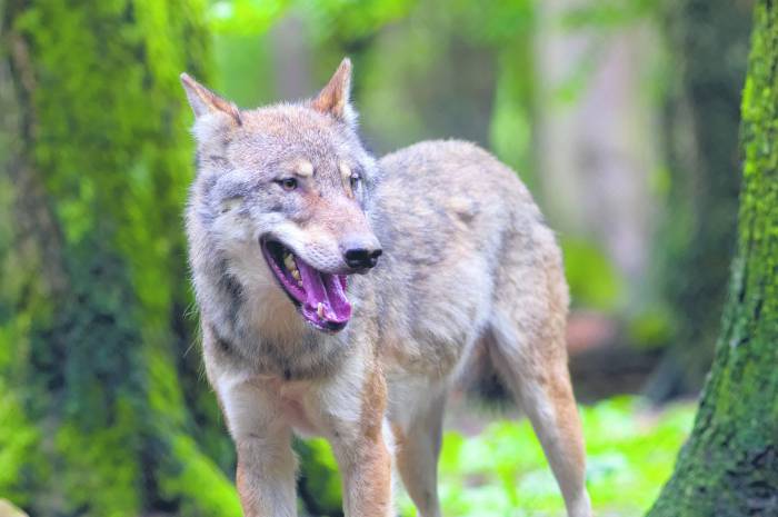Wilk zaatakował psa na podwórku w Ostrowach Tuszowskich - Zdjęcie główne
