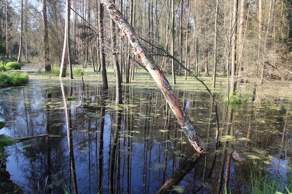 Rzeka Smarkata płynie na pograniczu gmin Cmolas i Majdan Królewski.