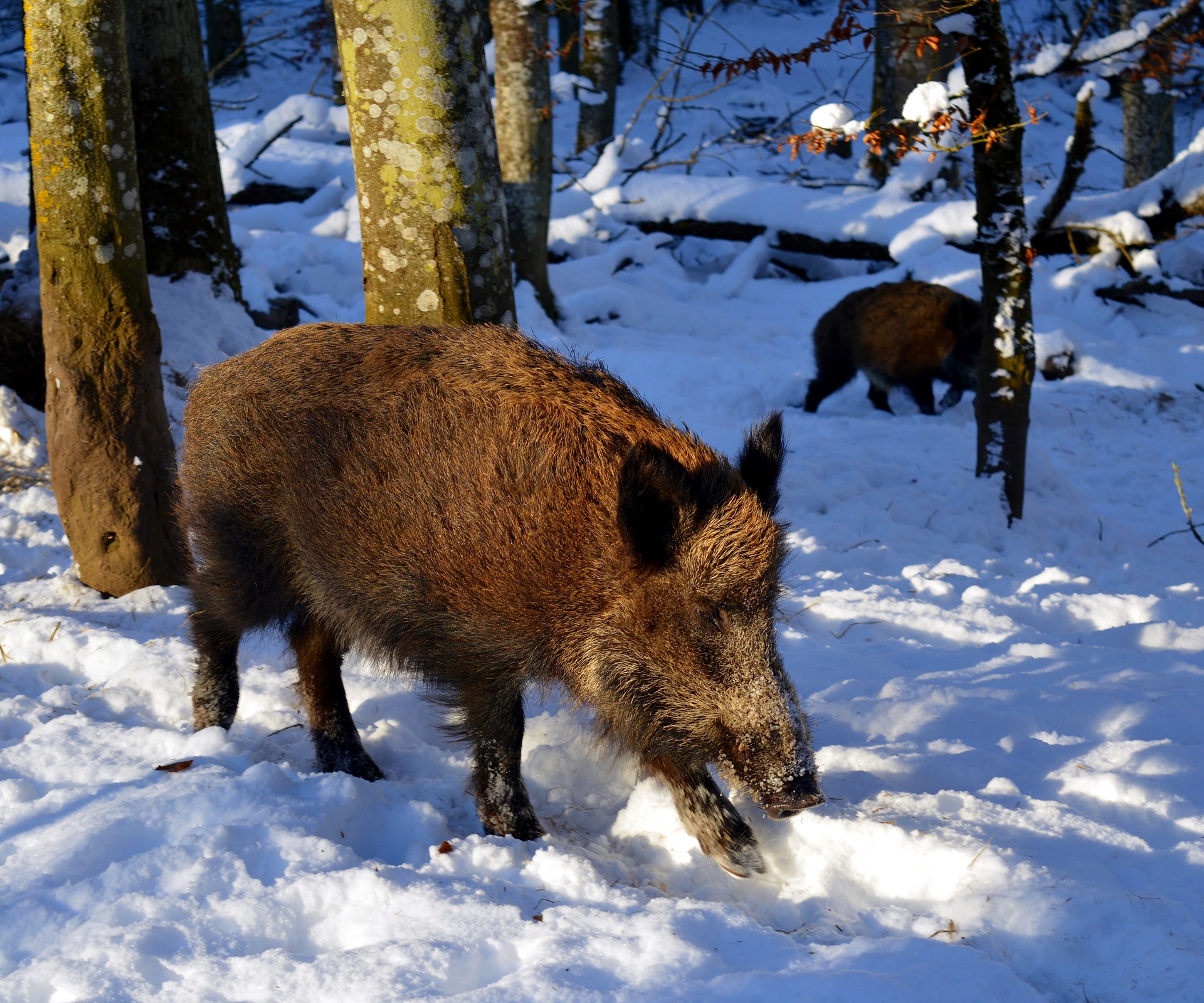 Polowania zbiorowe na dziki w powiecie kolbuszowskim. Sprawdź kiedy i gdzie - Zdjęcie główne