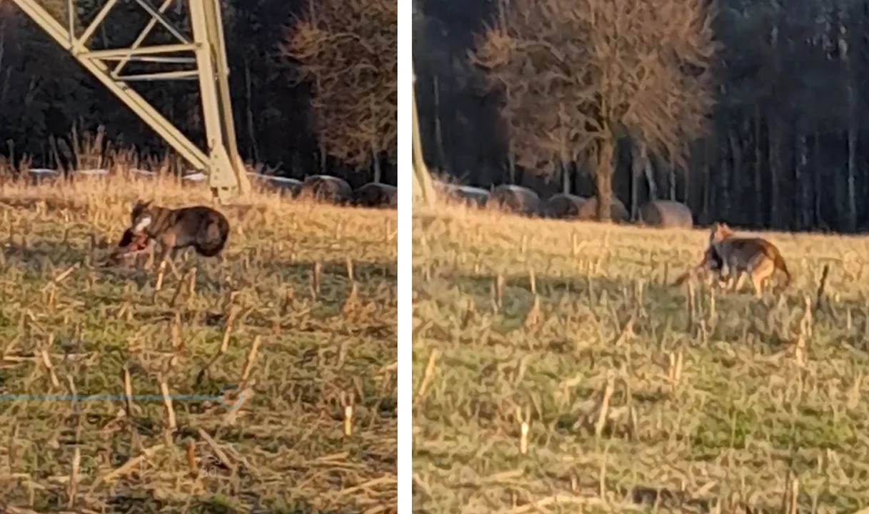 Wilk uchwycony na nagraniu między Bukowcem a Kolbuszową Górną. Zobacz wideo - Zdjęcie główne