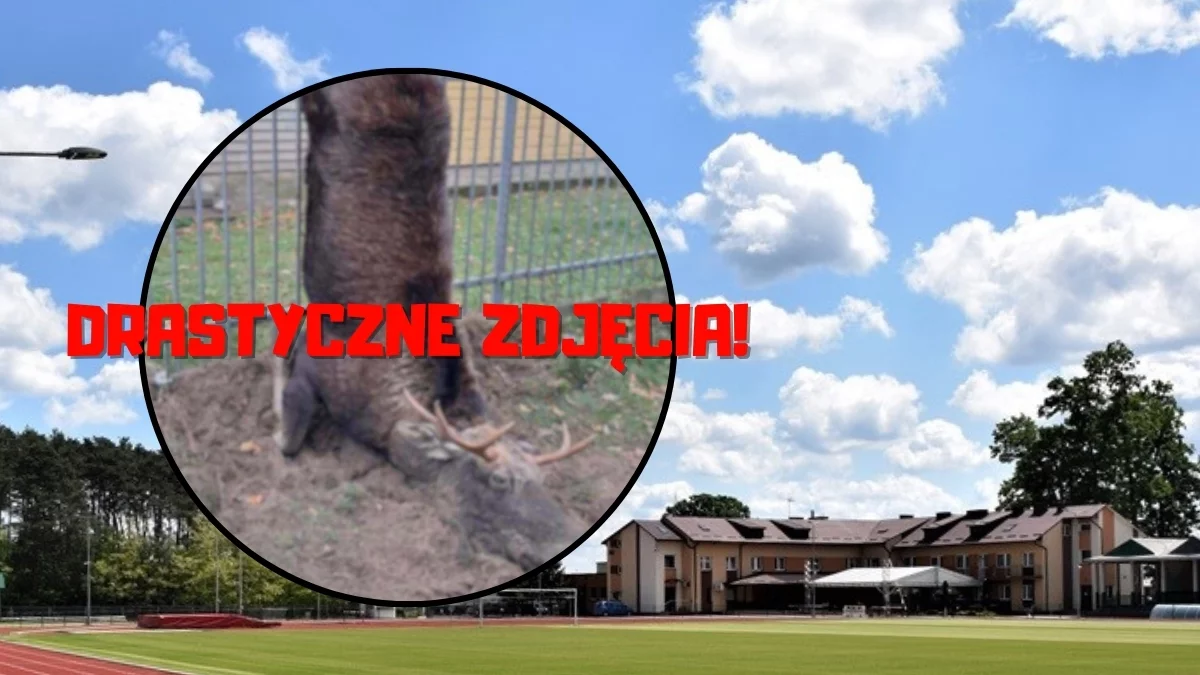 Łoś nabił się na ogrodzenie stadionu w Kolbuszowej. Nie przeżył [DRASTYCZNE ZDJĘCIA] - Zdjęcie główne