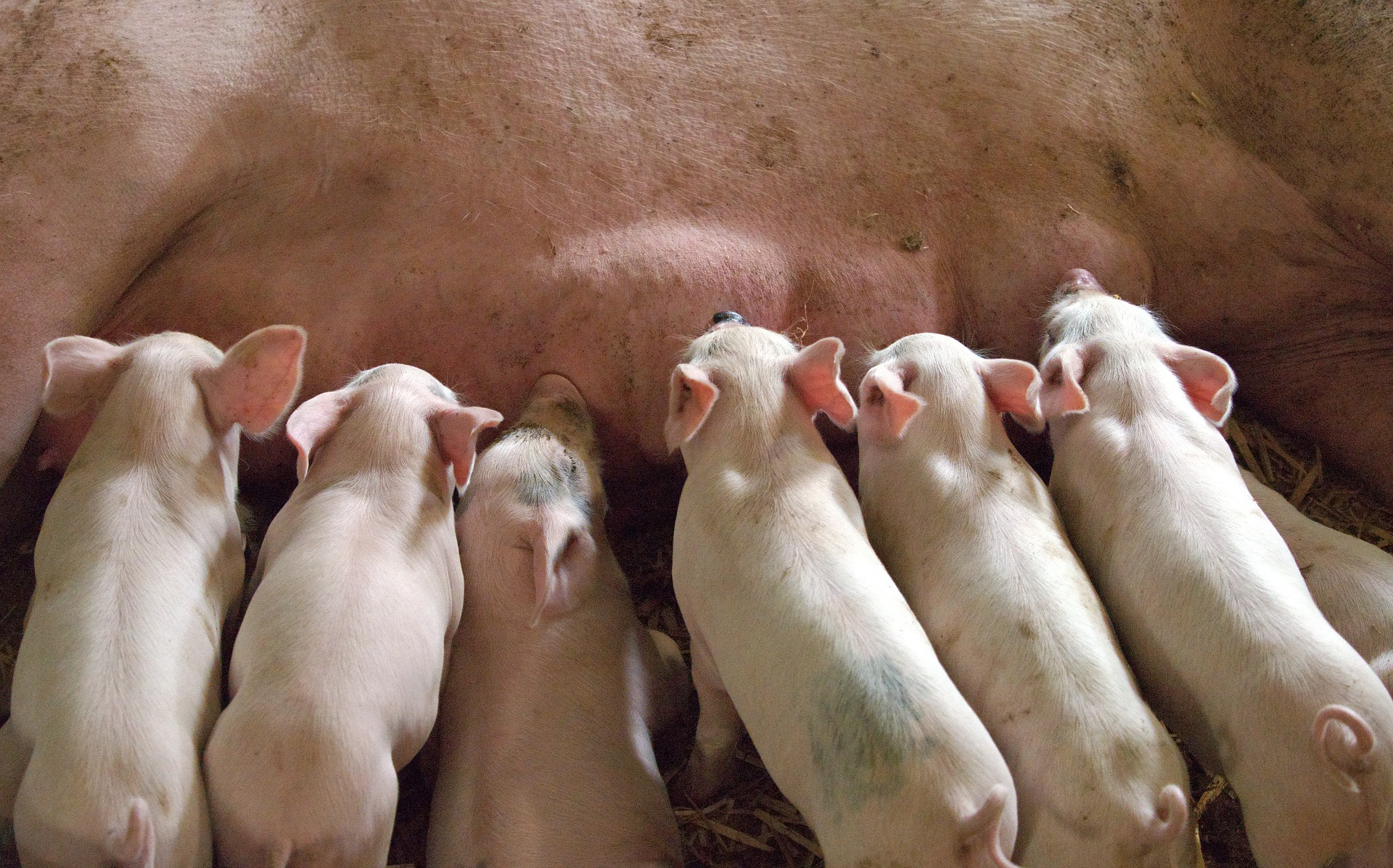 Pomoc finansowa dla hodowców świń w związku z ASF. Rolniku, sprawdź szczegóły  - Zdjęcie główne