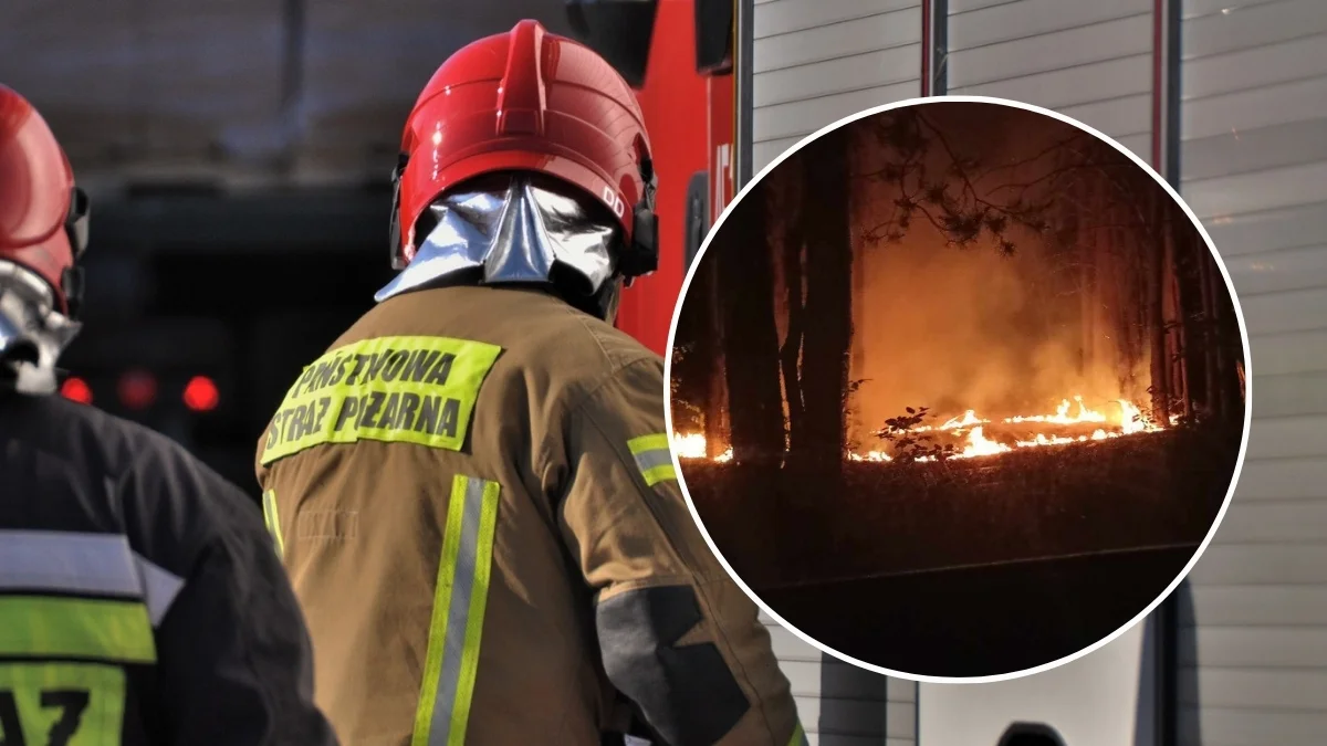 Pożary lasów, agresywne psy i  wąż na posesji. Strażacy z Kolbuszowej podsumowali ostatnie dni - Zdjęcie główne