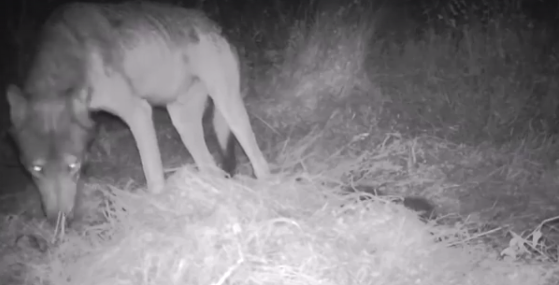 Bieszczady. Wspólne ścieżki? Fotopułapka uchwyciła niedźwiedzia i wilka! [VIDEO] - Zdjęcie główne