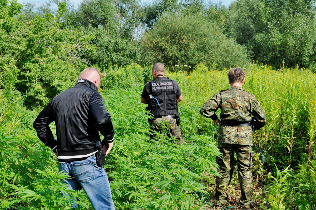 Funkcjonariusze Straży Granicznej odkryli nielegalną plantację konopii nad Sanem [FOTO] - Zdjęcie główne