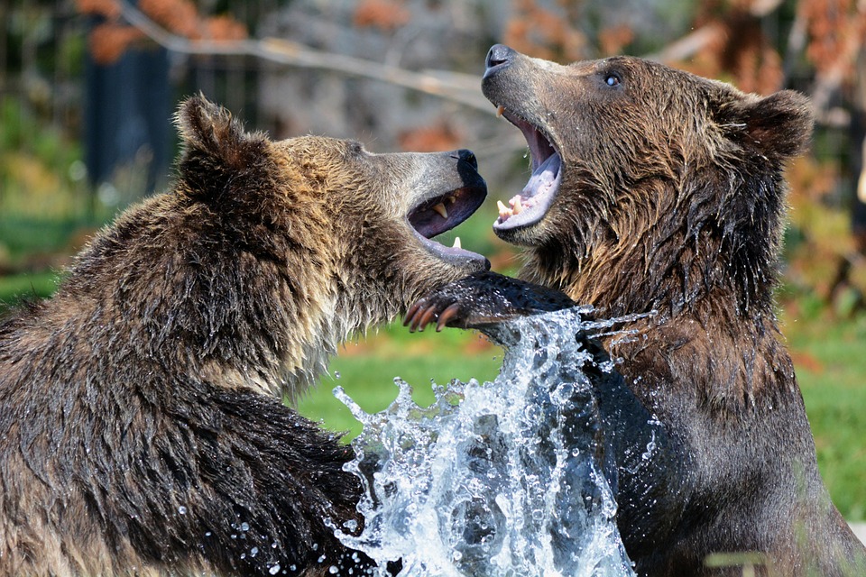 Uwaga na niedźwiedzie! - GCZK Cisna wydało ostrzeżenie - Zdjęcie główne