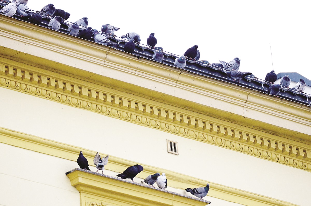 Dokarmiajmy ptaki tylko zimą - Zdjęcie główne