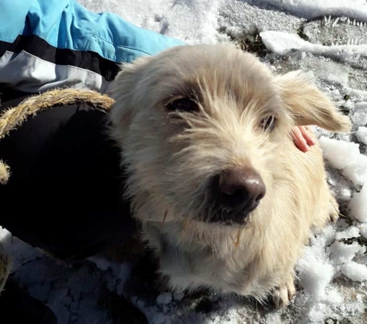 PILNE! Uwolniona z łańcucha CIĘŻARNA sunia szuka kochającego domu [FOTO] - Zdjęcie główne