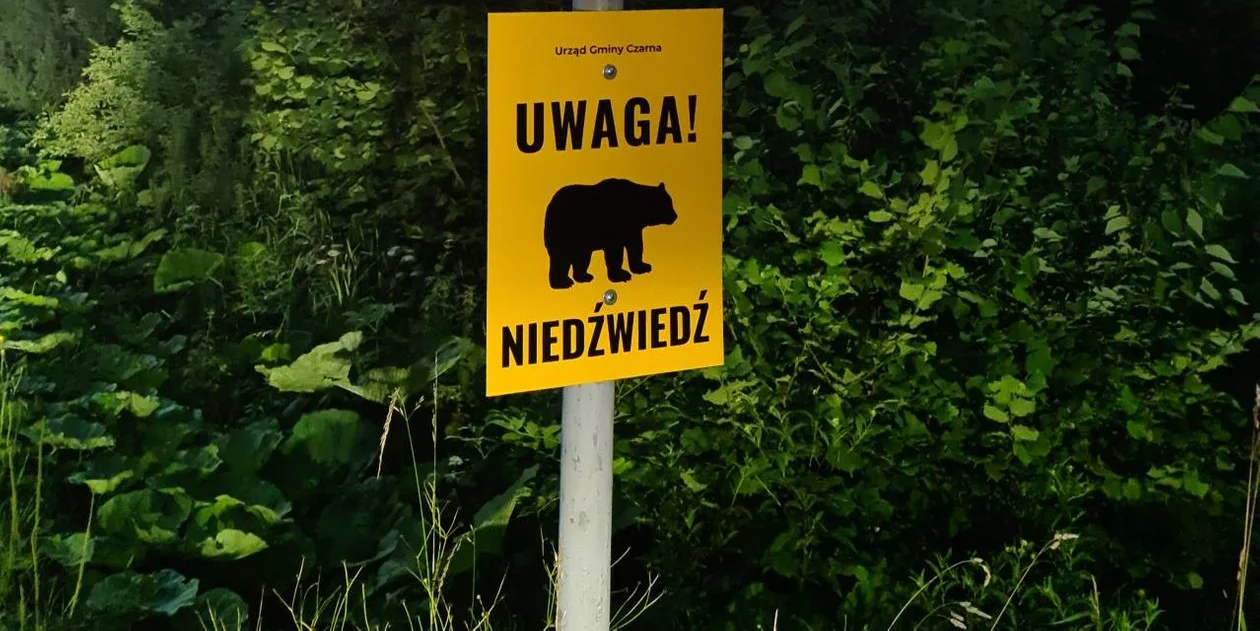 Mieszkańcy Olchowca apelują o odłowienie niedźwiedzi. Dlaczego wójt nic nie robi!? Na co czeka? - Zdjęcie główne