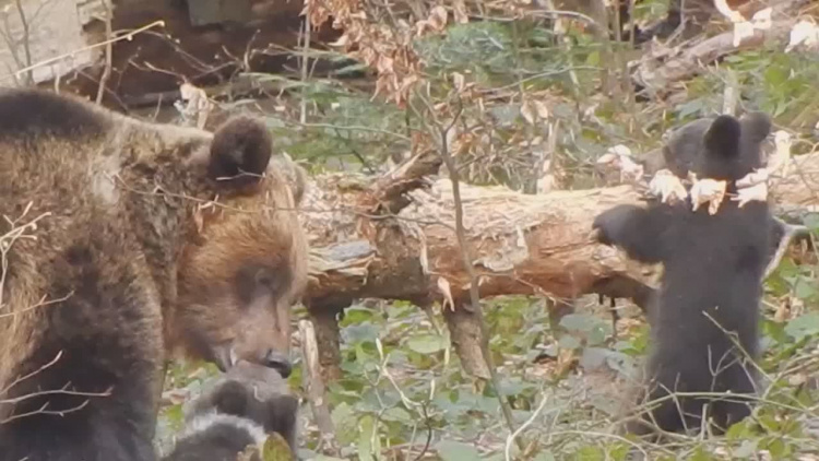 BIESZCZADY: Leśne spotkania z niedźwiedziami [VIDEO] - Zdjęcie główne