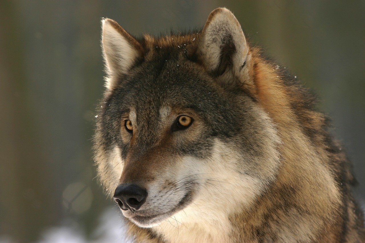Stanowisko GDOŚ w sprawie odstrzału wilków w Bieszczadach - Zdjęcie główne