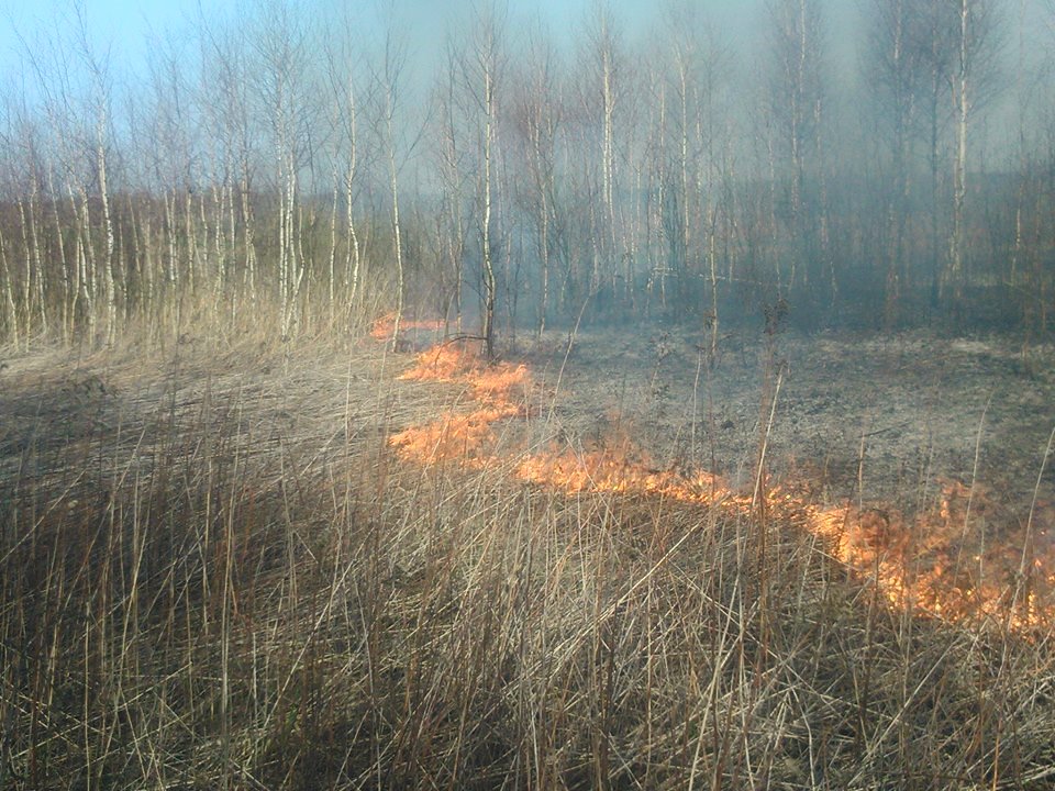 Pożar traw w Sokołowie Małopolskim - zginął starszy mężczyzna! - Zdjęcie główne