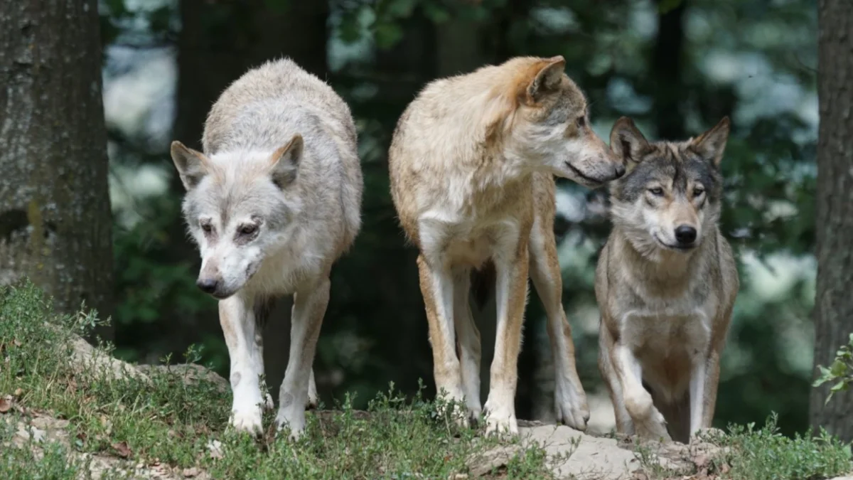 Wilki w Gminie Sanok. Wójt wydał specjalny komunikat dotyczący ich płoszenia - Zdjęcie główne