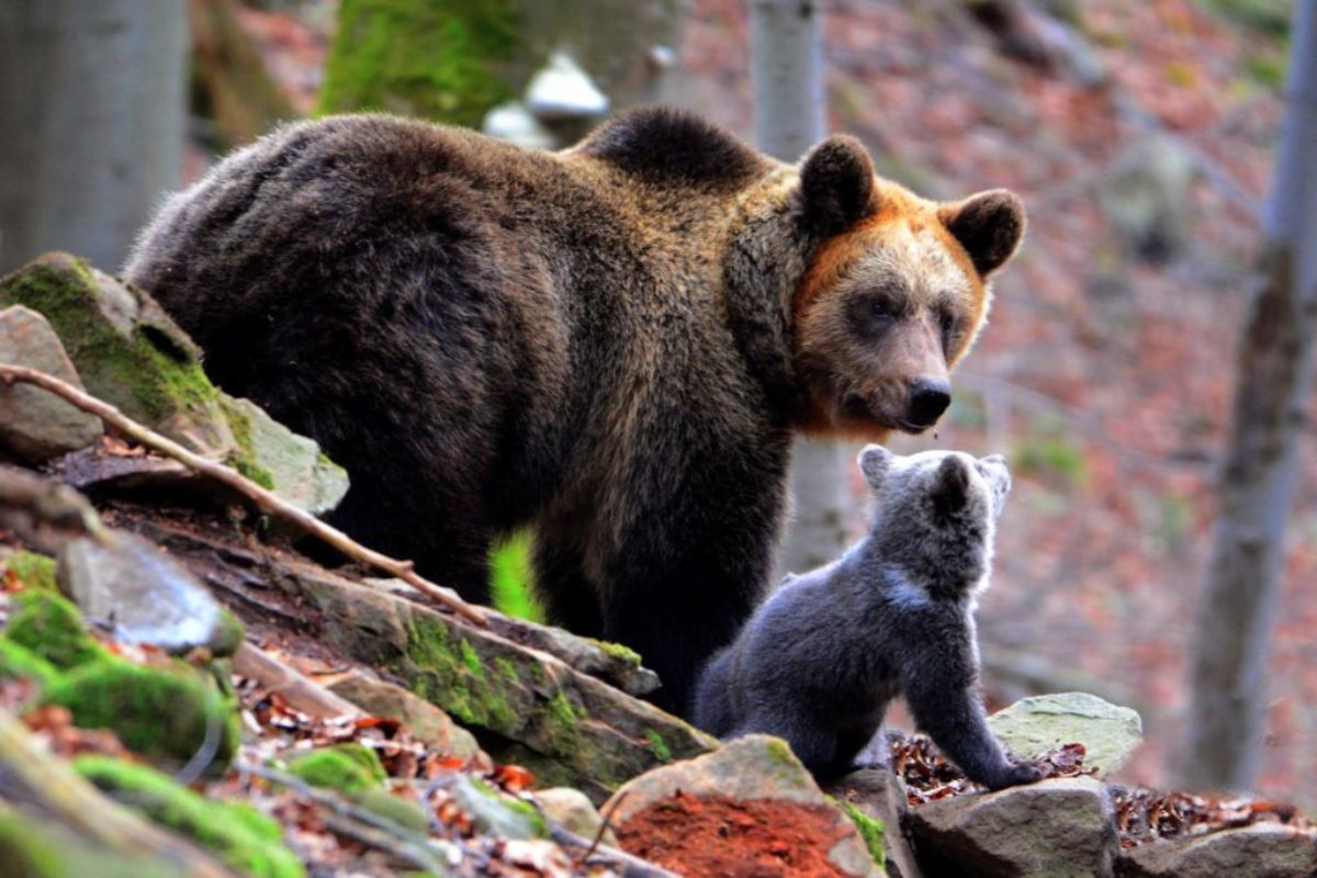 BIESZCZADY: Powrót niedźwiedzicy z dwójką malutkich niedźwiadków [FILM] - Zdjęcie główne