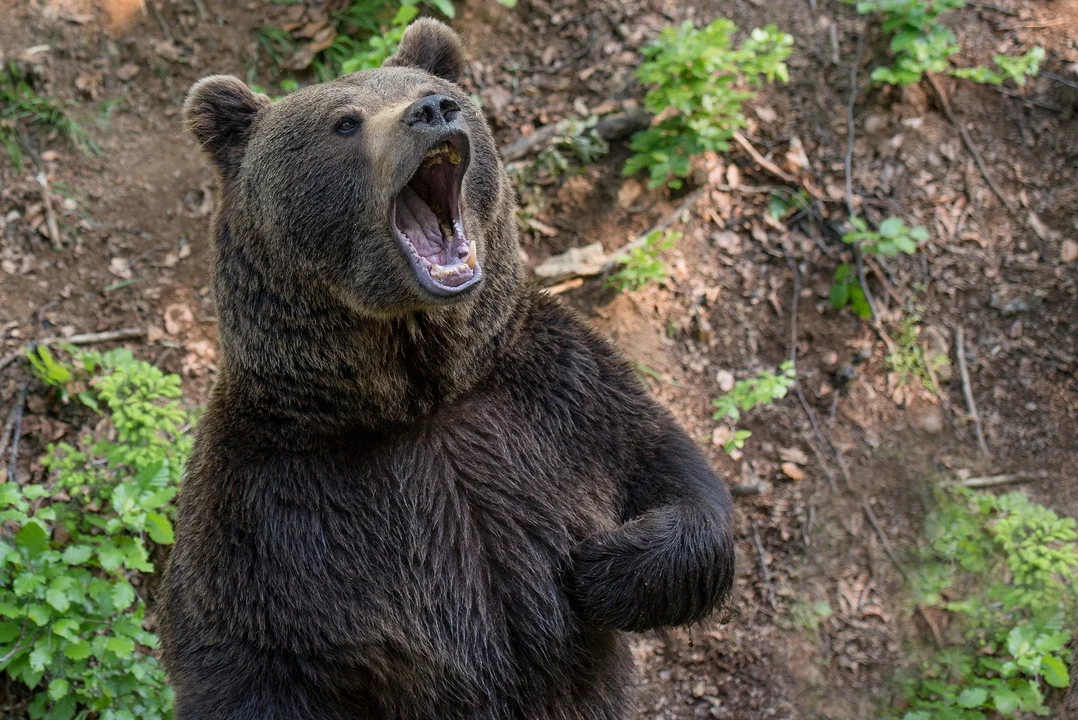 KPP Lesko o ataku niedźwiedzia na 46-letnią mieszkankę Wetliny - Zdjęcie główne