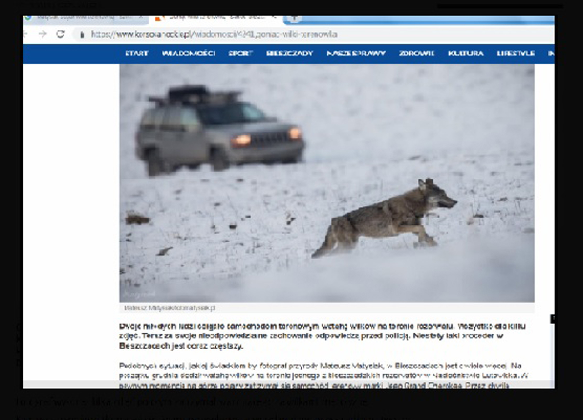Kara za ściganie wilków - Zdjęcie główne