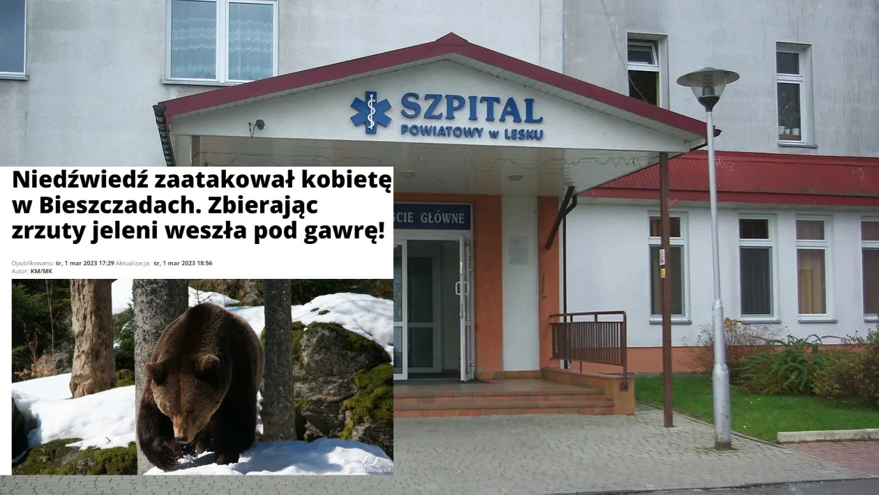 Kobieta zaatakowana przez niedźwiedzia w Bieszczadach ma głębokie rany rąk i podudzia - Zdjęcie główne