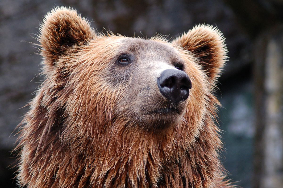 Uwaga na niedźwiedzia turystę - Zdjęcie główne