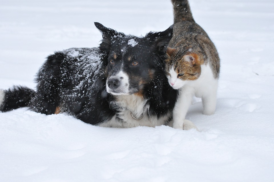 Pomóżmy zwierzętom przetrwać trudną zimę - Zdjęcie główne
