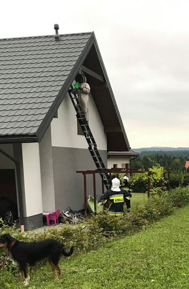 Strażacy usunęli 4 gniazda szerszeni  - Zdjęcie główne