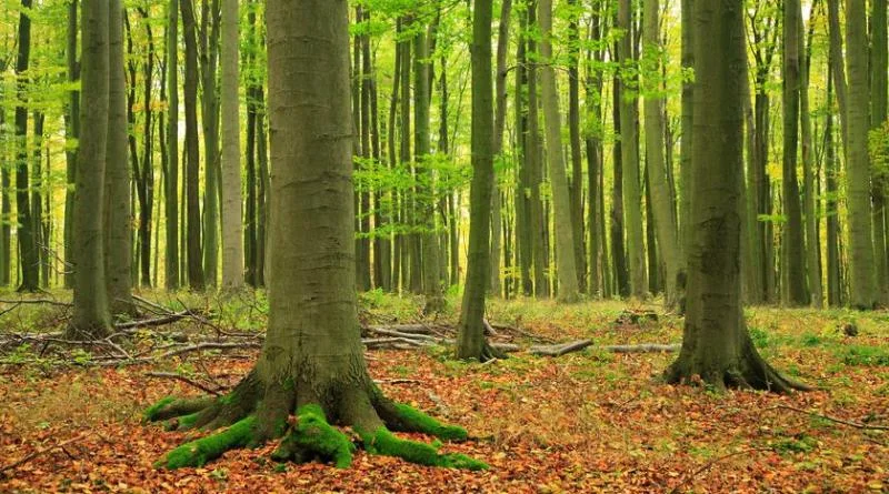 Karpackie lasy bukowe bezcennym skarbem Europy - Zdjęcie główne