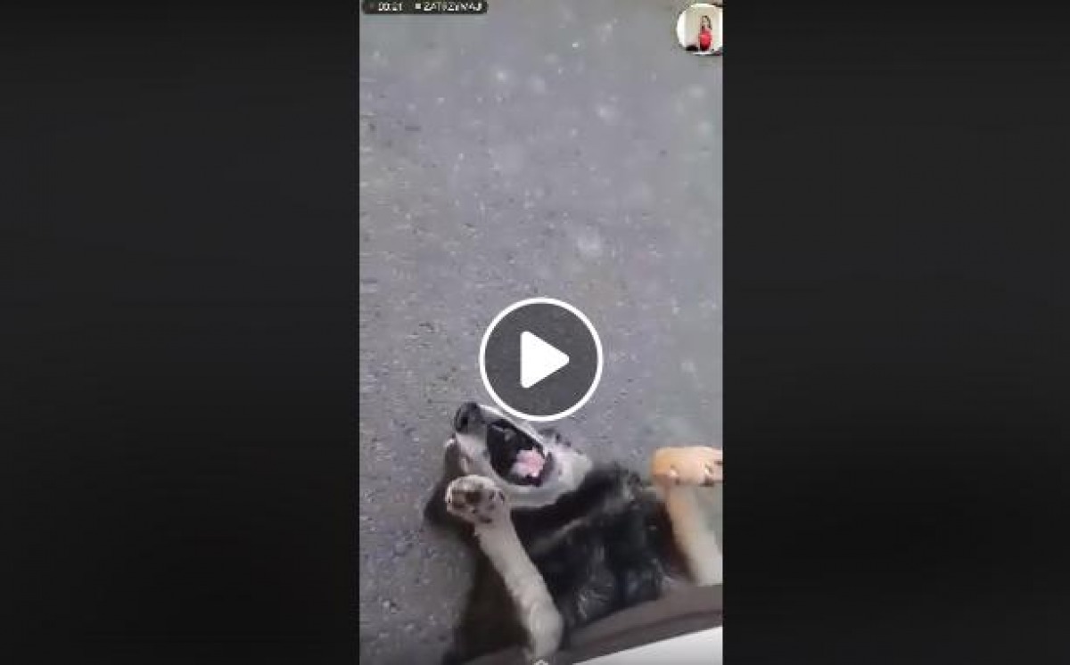 Brutalnie rozjechał psa a później opublikował nagranie w sieci!  - Zdjęcie główne